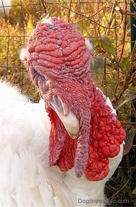 Close up head shot - A white turkey whose snood is hanging down past its wattle.