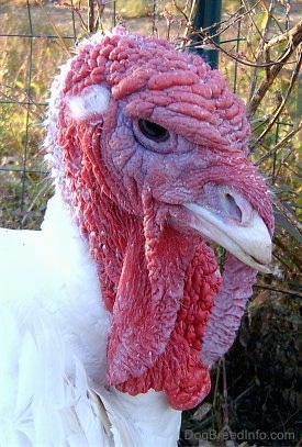 Close up head shot - A white urkey whose long red snood is hanging down towards its bright red wattle. It is looking to the right.