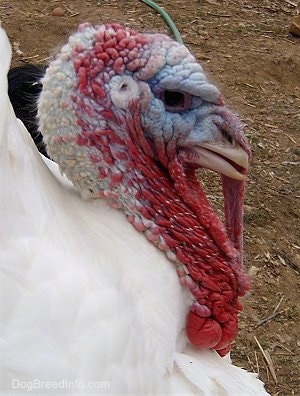 Close Up - The head of a white male turkey with a lot of red and some blue on its face. There is a black cat behind it