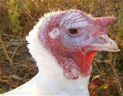 Close up - The head of a white turkey whose snood is shriveled up.