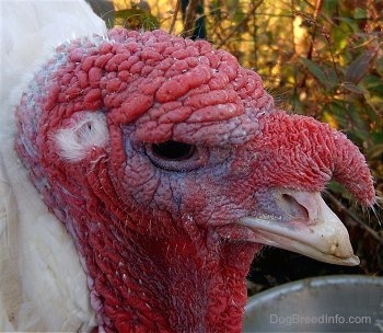 Close up head shot - The red head of a white turkey whose snood is fully grown.
