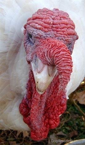 Close up - Top down view of whte turkey whose red wattle has descended a little.