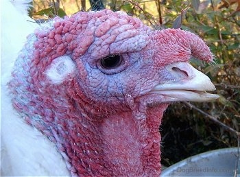 Close up head shot - The red head of a white turkey whose snood is hanging over the side of its mouth. It is looking to the right.
