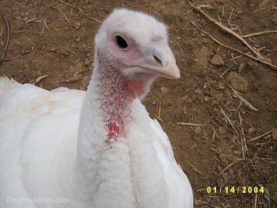 Close Up - The head of a white female turkey