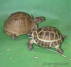 Two turtles are standing next to each other in a green pool. The pool has a small amount of water in it.