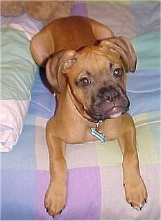 Top down view of a red with white and black tan Valley Bulldog puppy that is laying across a bed, its head is tilted to the left and it is looking up. It has wide round eyes, a black nose and a black snout.