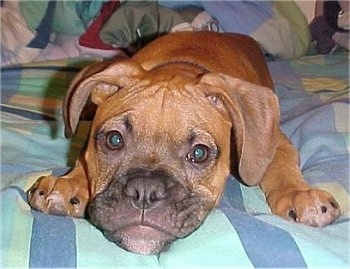 A red with white and black Valley Bulldog puppy with wide round eyes and ears that hang down to the sides is laying down on a bed.