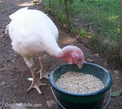 A male white and red turkey is pecking at a green bucket of feed next to a wire fence.