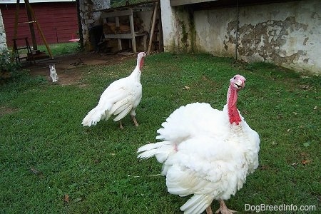 A Male Turkey has its head tilted to the right. Its mouth is open a little. A female Turkey is walking behind it. There is a white and grey cat in the background sitting and watching the turkeys. They are in front of an old barn.