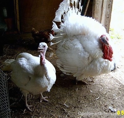 A female Turkey(left) is standing in dirt next to a male Turkey(right) in front of a doorway looking to the left.