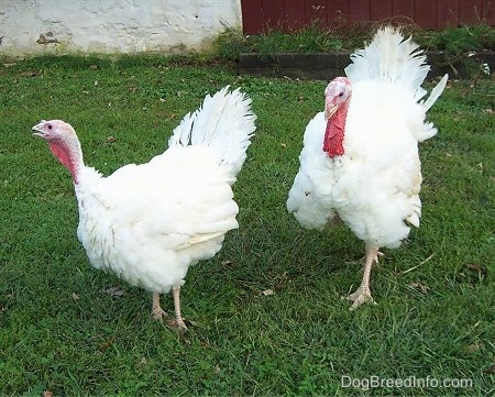 Two fluffy white and red turkeys are walking around in a field with a barn behind them.