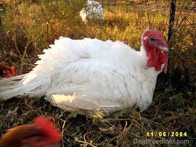 Right Profile - A white male domestic turkey is laying outside in grass along a fence. It is looking to the right.