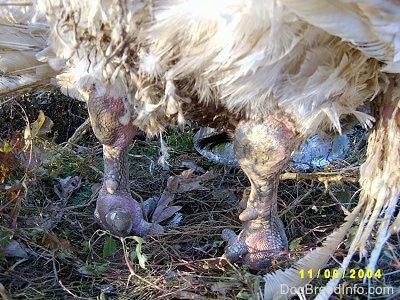 Close up - The legs of a male domestic turkey with a lot of lumps on it.