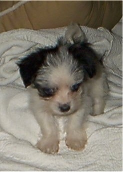 A tiny black and white Yorktese puppy is standing on a bed and it is looking down. Its tail is curled up over its back.