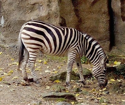 Zebra eating a leaf with a rock structure in the background