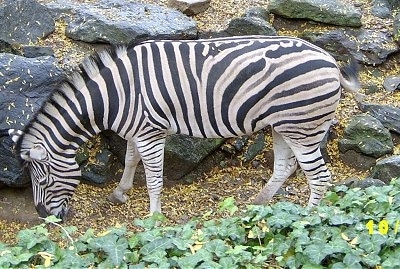 Close Up - Zebra grazing on leaves with rocks behind it