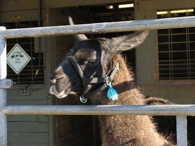 Head and neck shot - A brown Llama is looking through a gate to the left.