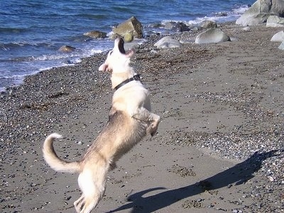 Alaskan Husky/Labrador mix is jumping up to catch a ball which is inches from its mouth at a beach