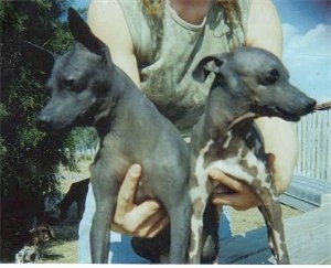 Two American Hairless Terriers being held by a person that is standing behind them. The American Hairless Terriers are looking in different directions.