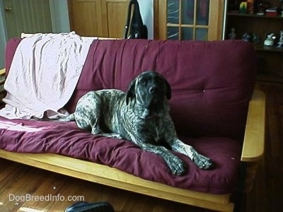 The front right side of a brindle American Mastiff puppy that is laying across a couch