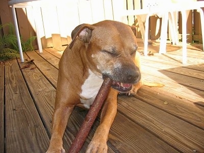 Close up - A brown Staffordshire Terrier is laying on a wooden porch and it is chewing on a dog bone. Its eyes are closed.