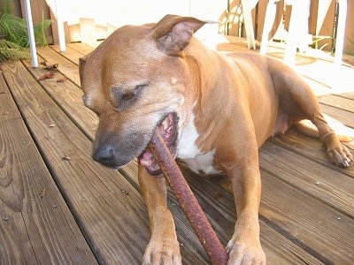 Close up - A brown Staffordshire Terrier is laying on a wooden porch and its chewing on a stick