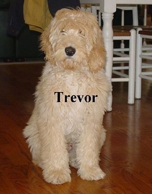 A wavy, tan Labradoodle is sitting on a cherry-colored hardwood floor and there is a white, wooden table behind it. The word - Trevor - is overlayed on top of the dog