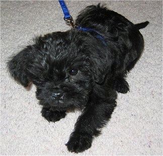 The front right side of a black Affenpinscher puppy with a leash on laying on carpet