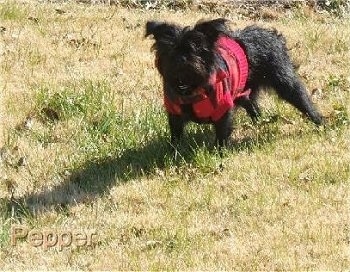 The front left side of a black Affenpinscher that is standing in a field with a red shirt