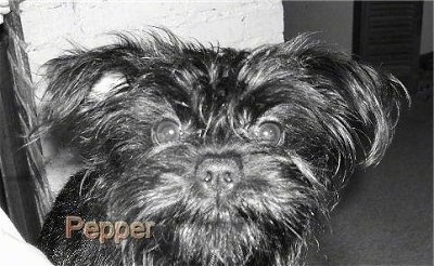 Close up - A black and white photo of a Black Affenpinscher that is looking up.