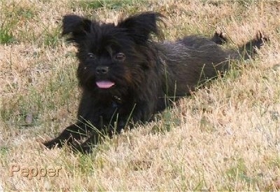 The front left side of a black Affenpinscher that is laying down in a field. Its tongue is sticking out of its mouth.