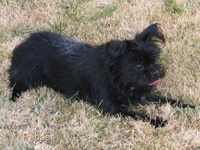 The right side of a black Affenpinscher that is laying across a field.