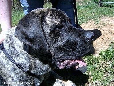Close up - The right side of a brindle American Mastiff that is sitting on a grass with its mouth open and its tongue out. There is a person standing behind it