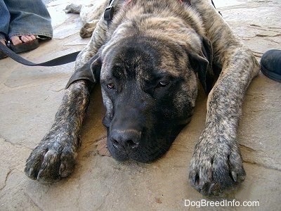 Close Up - A brindle American Mastiff is laying down on a stone porch. There are people standing around it.