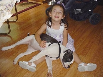 The right side of a brindle and white American Bulldog puppy that is laying in the lap of a little girl in a dress.