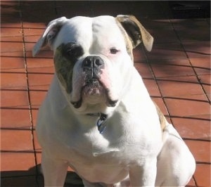 Close up - A white with brindle American Bulldog is sitting on a brick porch and it is looking forward.