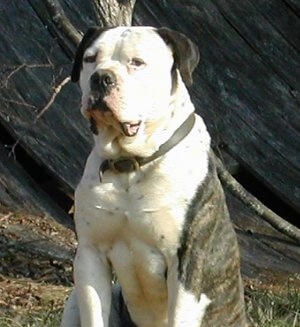 The front left side of a brindle and white American Bulldog that is sitting in grass in front of a huge rock