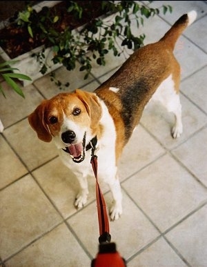 The front left side of a white with brown American Foxhound that is standing on a tiled floor next to a plant and it is wearing a leash.