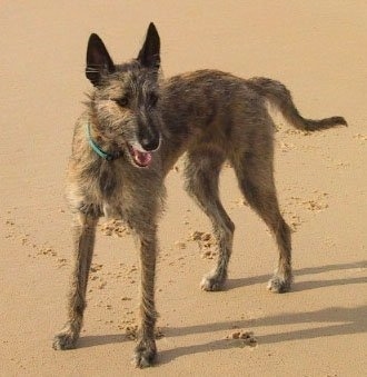 A perk-eared Kangaroo Dog is wearing a green collar standing on a sandy beach with its mouth open