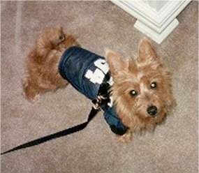 Topdown view of a tan Australian Terrier wearing a jersey with a harness over it and it is looking up.