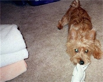 Top down view of a tan Australian Terrier playing tug of war on a carpet with a wash rag
