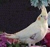 A white with yellow Cockatiel is standing in front of a black backdrop and it is looking forward.