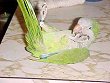 A green with yellow and white Quaker Parakeet is laying on a countertop on its back with its claws in the air.