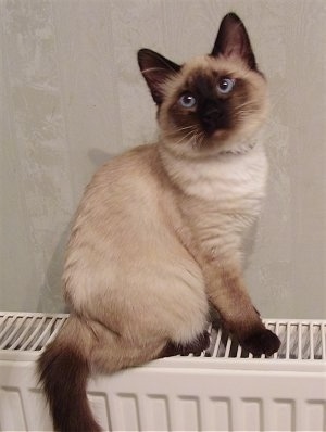 Booziee the Balinese Kitten is sitting on a vent and looking up
