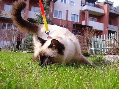 Booziee the Balinese Kitten outside on a leash in front of an apartment complex sniffing the grass and looking to the left