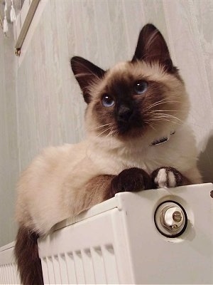 Booziee the Balinese Kitten is laying on a vent and looking up