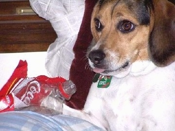 Chelby the Beagle sitting in a chair next to a chewed on plastic 'Coca-Cola' bottle