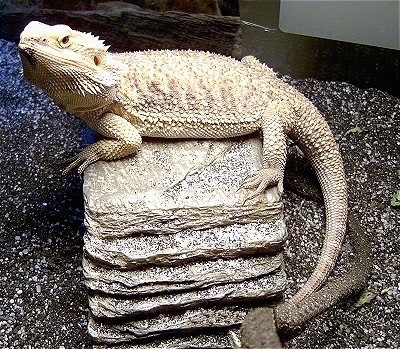 bearded dragon with dog