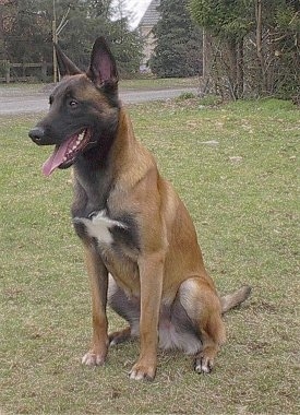 A large brown, tan and black shepherd dog with very short hair sitting outside with his mouth open and tongue hanging out