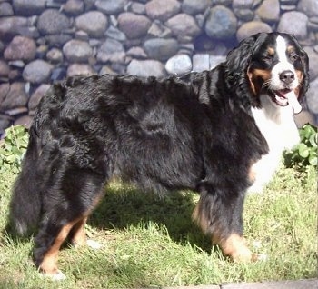 Oktava Kalnarute the Bernese Mountain Dog standing on grass in front of a rock wall